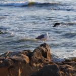 Cambria_0182 (November 05, 2011)